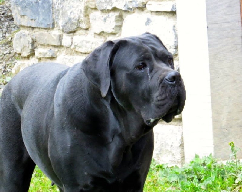 Basil'Evidenza Ladinblack